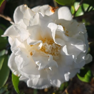 Ruth C. McNair